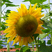 Sonnenblume in Bökendorf