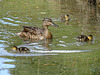 Duck and ducklings at Erddig