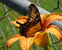 Eastern Tiger Swallowtail (Papilio glaucus)(f) ~ on a Day Lily