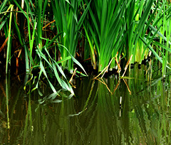 Reeds At The Dipping Pond 2