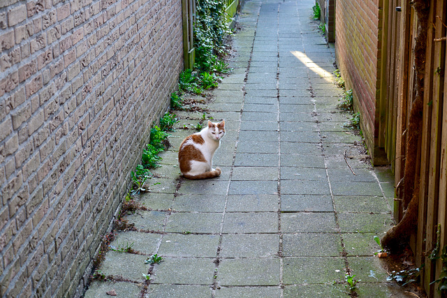 Alley cat