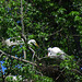 Egrets at a Rookery