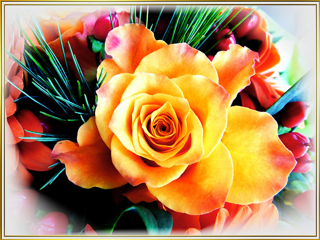 A Sunday rose... ©UdoSm