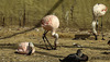 20190901 5588CPw [D~VR] Flamingo, Vogelpark Marlow