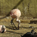 20190901 5588CPw [D~VR] Flamingo, Vogelpark Marlow