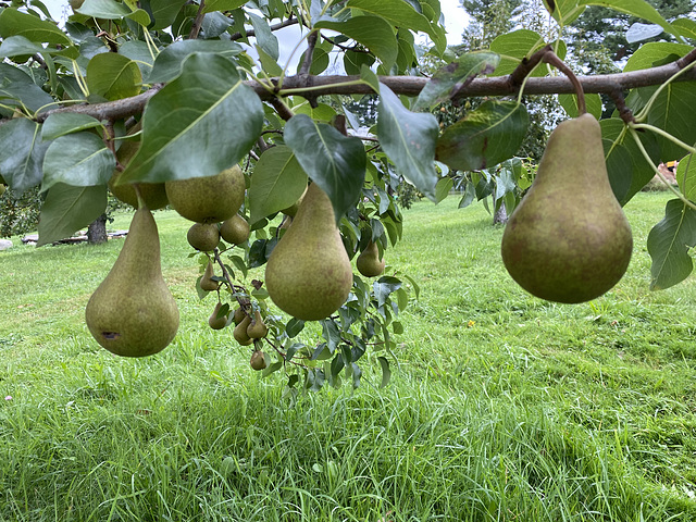 pear shaped