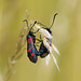 Insekten-Kamasutra (1)__Insect Camasutra (1)