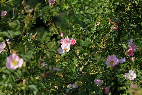 Rosa rubiginosa (1) Rosa rubiginosa (1)
