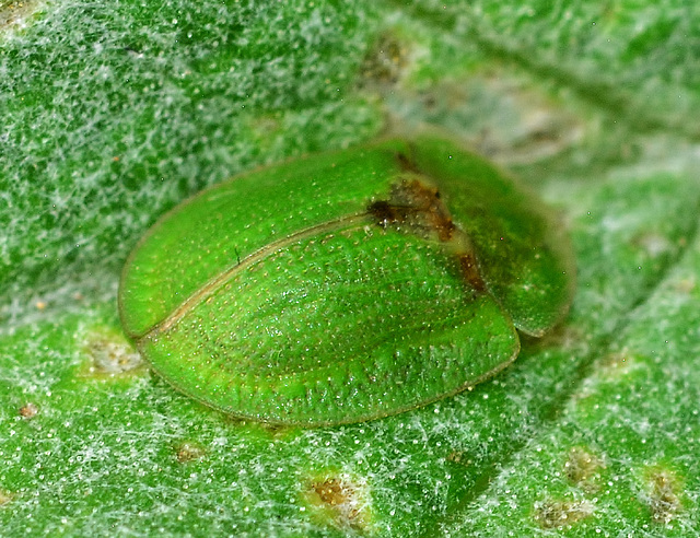 Beetle. Cassida rubiginosa