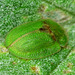 Beetle. Cassida rubiginosa