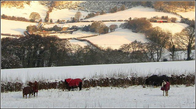 Equine winter coat weather, North Yorkshire