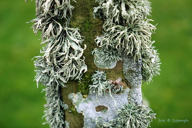 Ramalina and other lichens