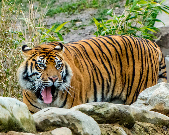 Tiger (4)