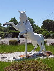 Horse at Casa Basso, July 2011