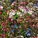 Apple blossom, Ludford Memorial Meadow