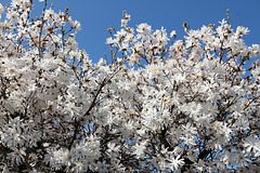 Stern-Magnolie - Blütenzauber in weiss