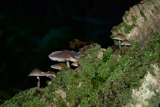Mushrooms on Silver Birch