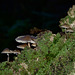 Mushrooms on Silver Birch