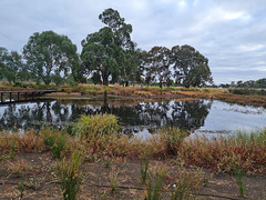 Autumn wetland