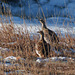 Sharp-tailed Grouse - not my main photo!