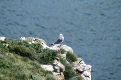 Gull taking a rest at Bempton Cliffs