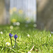 Bluebells and Bokeh