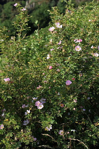 Rosa rubiginosa (2) Rosa rubiginosa (2)