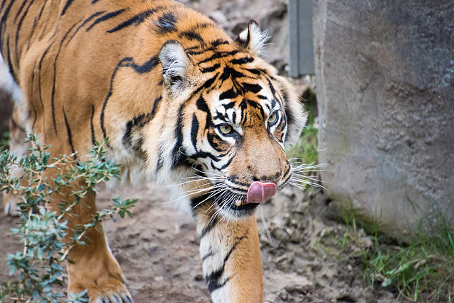 Tiger 1 (1)