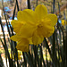 20210426 0086CPw [D~LIP] Narzisse (Narcissus pseudonarcissus), Bad Salzuflen