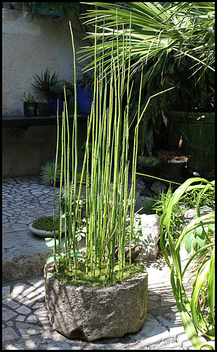 Equisetum japonicum (2)