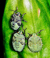Shieldbugs at different stages