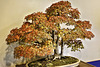 Bonsai Japanese Maple – United States National Arboretum, Washington, DC