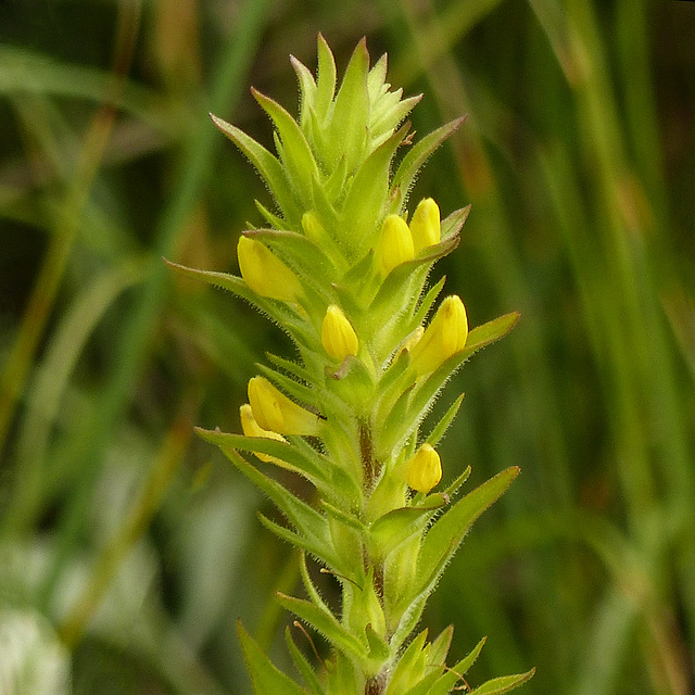 Yellow Owl's-clover / Orthocarpus luteus