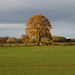 Autumn fields, Gnosall