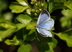 Holly Blue (Celastrina argiolus) butterfly