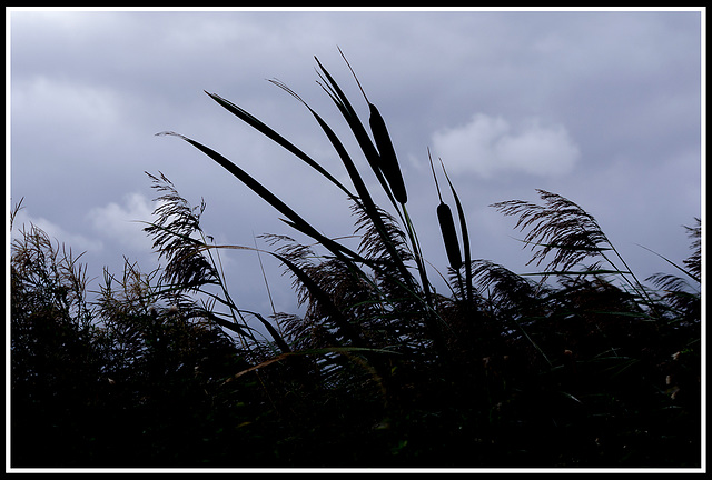 Bullrushes and reeds