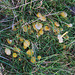 Small yellow fungi