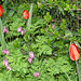 Red Apeldoorn tulips - Happy May Day (International Workers' Day) to all