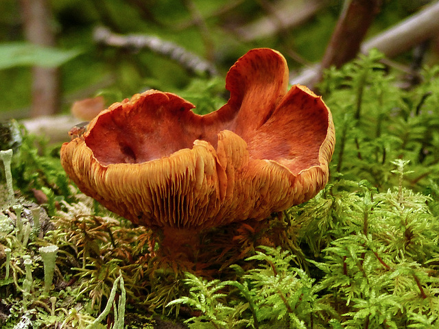 Treasures of the forest floor