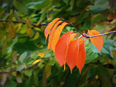 Orange Autumn