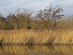 Trees, reeds and reflections