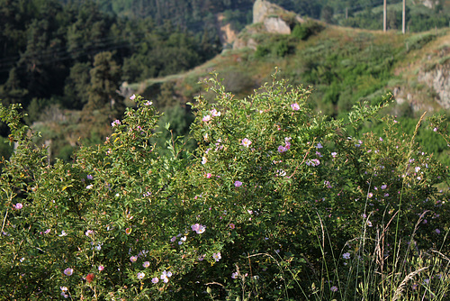 Rosa rubiginosa (3) Rosa rubiginosa (3)