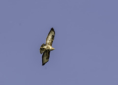 Buzzard flying over the garden cropped