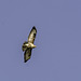 Buzzard flying over the garden cropped