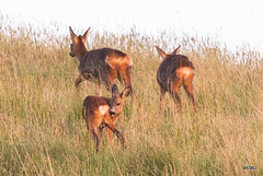 Roe deer family - late evening grazing