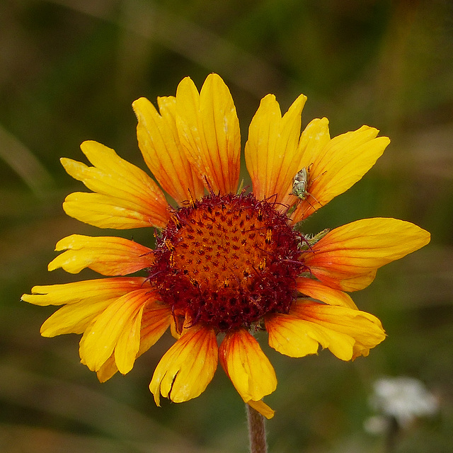 Gaillardia with little visitor