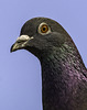 Pigeon profile