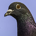 Pigeon profile