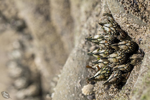 Gooseneck Barnacles at Harris Beach State Park (+5 insets)