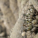 Gooseneck Barnacles at Harris Beach State Park (+5 insets)